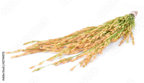 Paddy rice isolated on white background