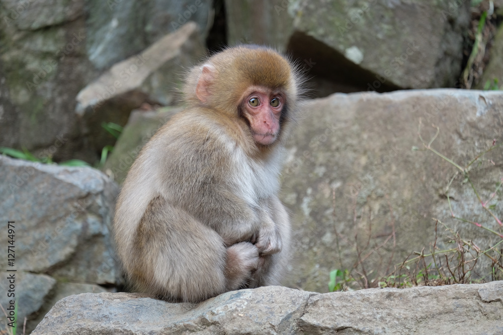 Naklejka premium 子猿 地獄谷