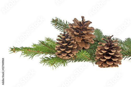 Branch of fir-tree and cones on a white background