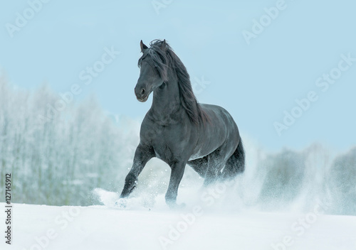 Fototapeta Naklejka Na Ścianę i Meble -  Beautiful Friesian stallion running free in winter landscape.