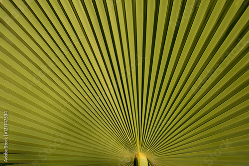 Palm leaves  green background.