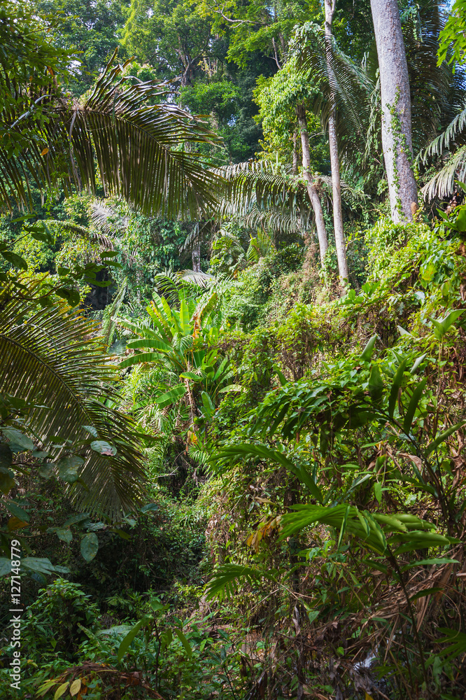 tropical jungles tropical jungles