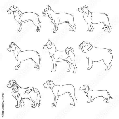 Collection of breeds dog in line