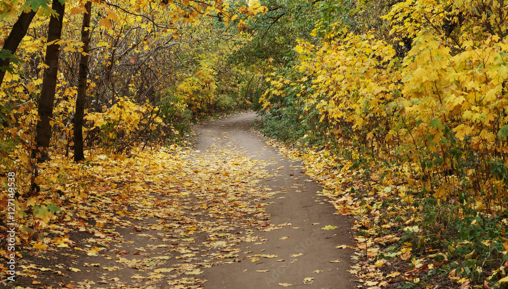 Obraz premium Pathway in the autumn forest