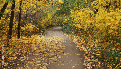 Pathway in the autumn forest