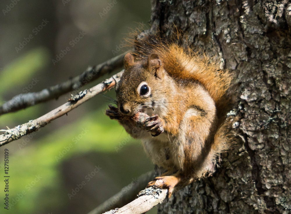 fox squirrel eating a pine cone before winter sets in fox squirrel eating a pine cone before winter sets in