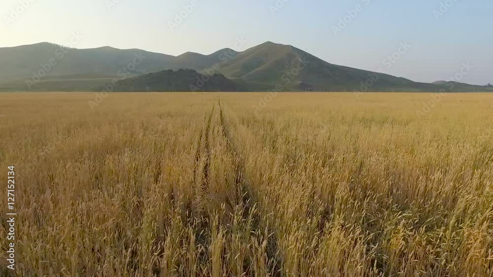 Aerial view of organic barley field Aerial view of organic barley field