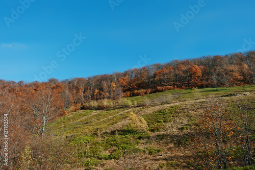 Red autumn forest on mountain wood at Carpathian