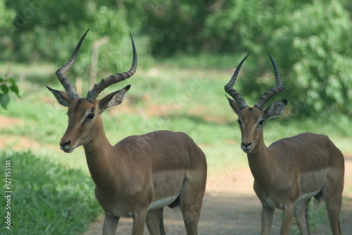 Impala