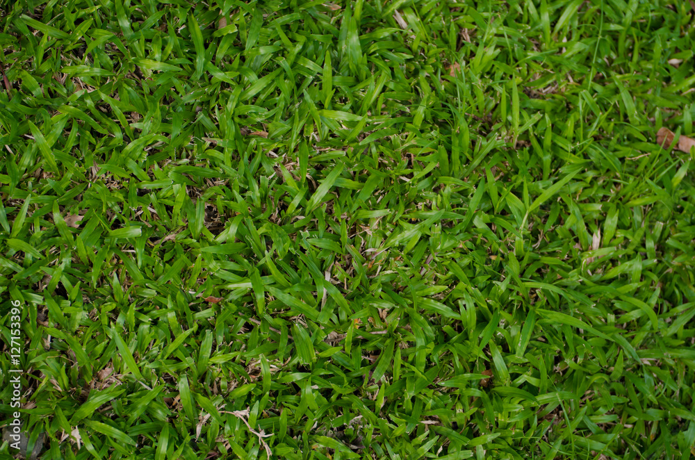 Fresh grassy background Fresh grassy background