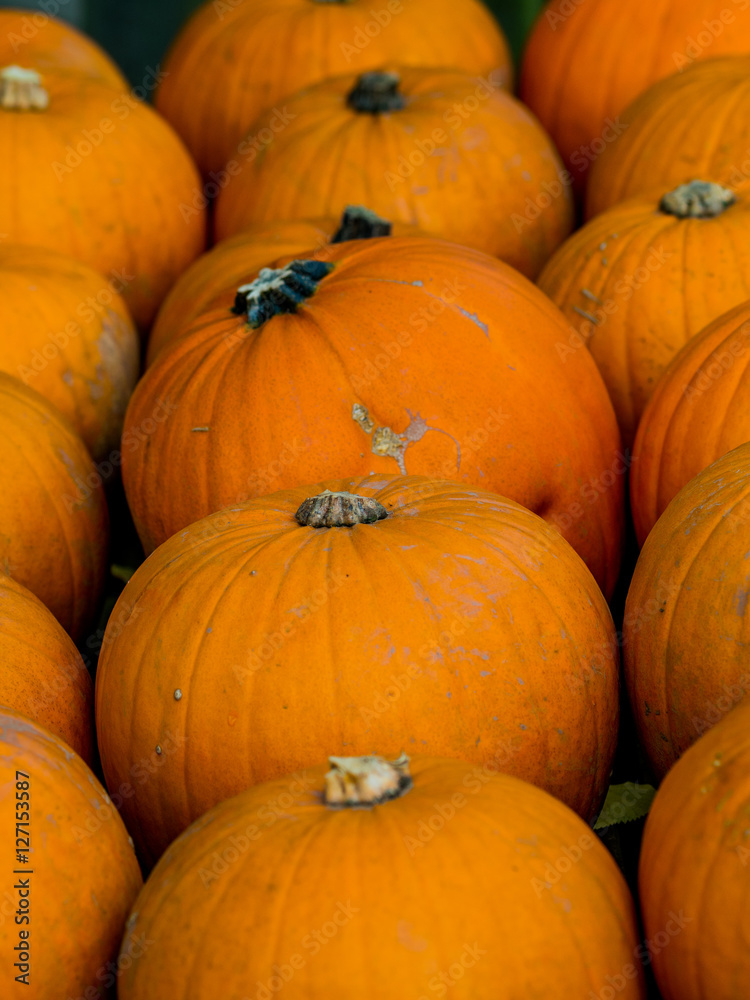 squashes at market squashes at market