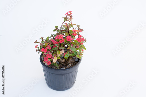 .Ope Sian flower (Euphorbia milii) small red pot black. Cut the