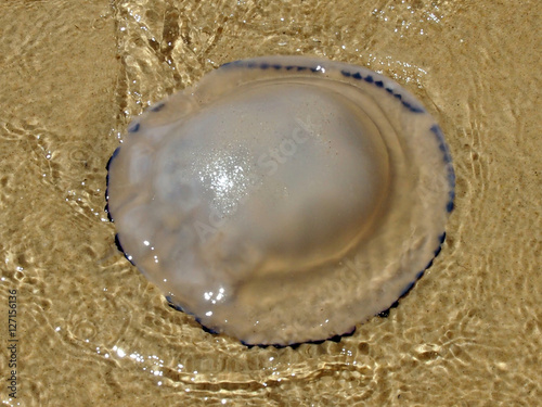 Крупная медуза выброшенная морем на песок