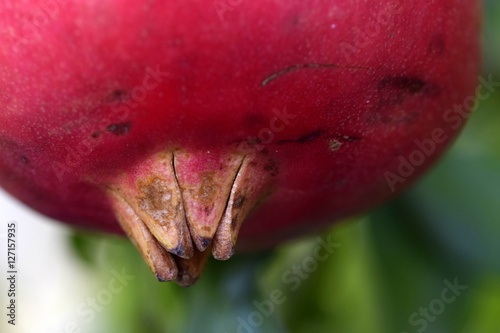 Pomegranate closeup