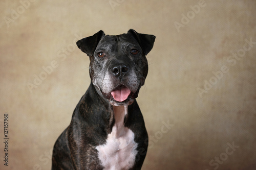 American Staffordshire Terrier im Studio