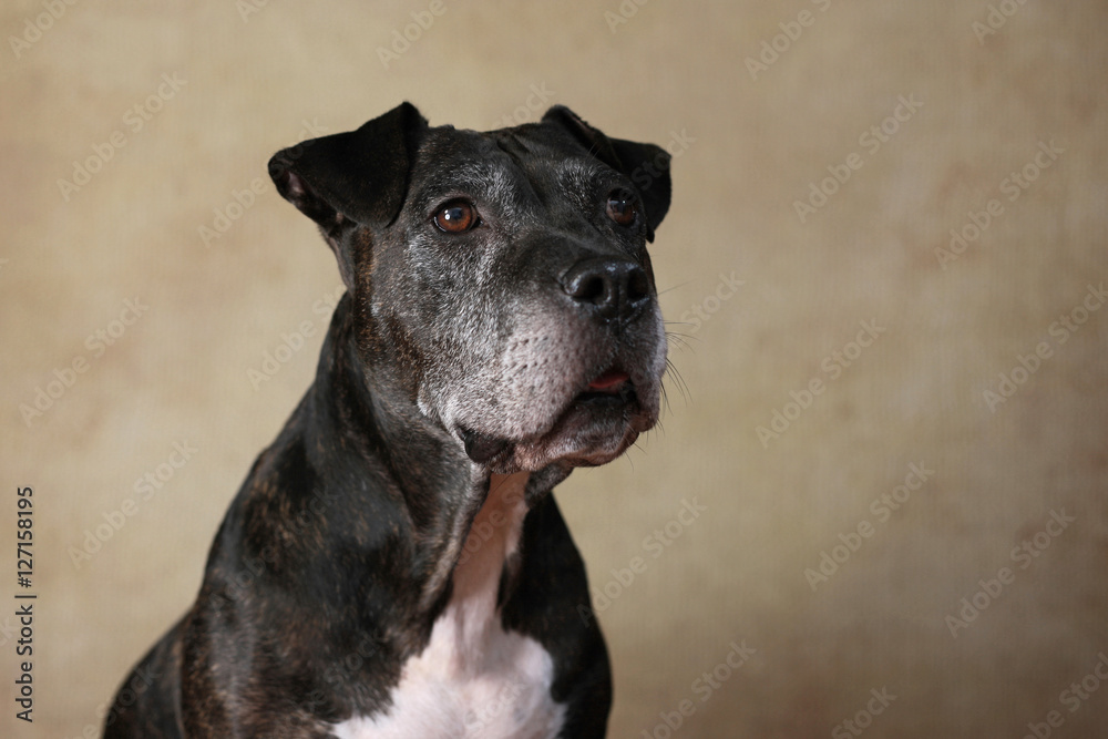 American Staffordshire Terrier im Studio