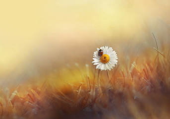 Flower daisies chamomile with ladybug in the grass on gold background summer sun at sunset in the rays of light. Beautiful elegant romantic artistic image. Wallpaper  desktop, design greeting cards.