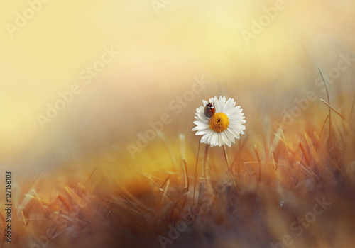 Flower daisies chamomile with ladybug in the grass on gold background summer sun at sunset in the rays of light. Beautiful elegant romantic artistic image. Wallpaper  desktop, design greeting cards.