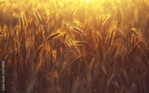 Spikelets of ripe wheat in golden sunlight. Beautiful golden background with a crop of ripe wheat at sunset in summer. Wheat spikelets glow in the sunlight.