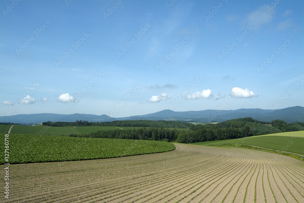 丘陵地の畑(北海道・美瑛) 丘陵地の畑(北海道・美瑛)