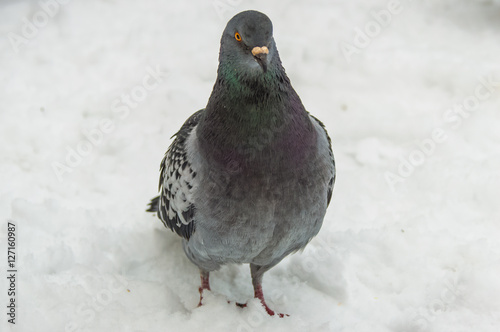 Pigeon facing the camera front