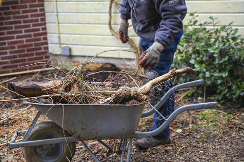 Tree roots in wheelbarrow photo