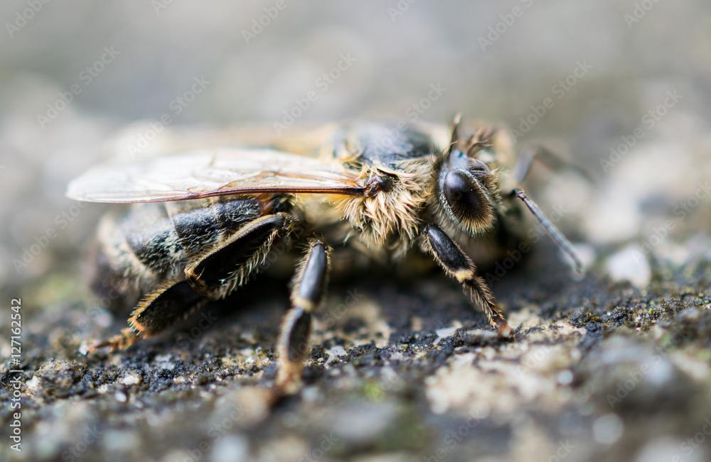 close-up of a bee