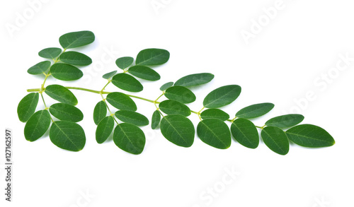  Moringa leaves