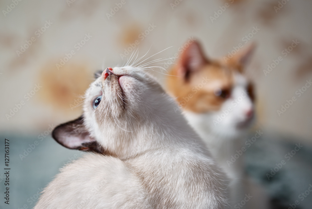 .Kitten with multi-colored nose.Focus concept.