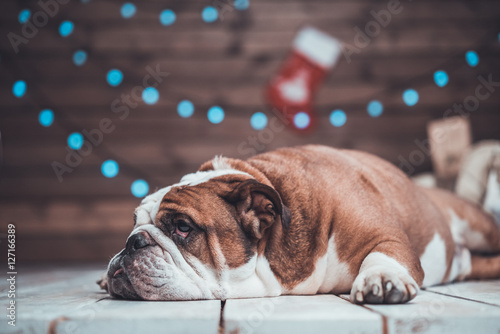 cute English bulldog lying uner xmas tree photo