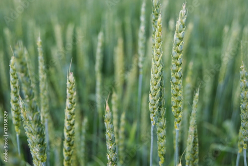 Ears of wheat closeup