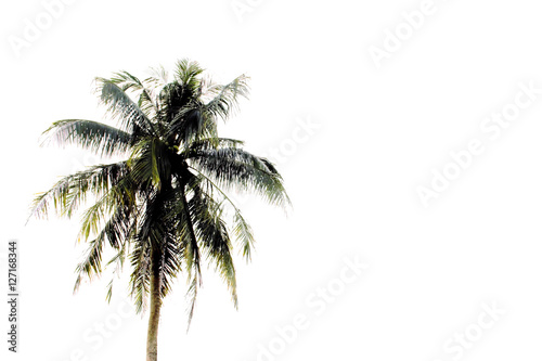 Coconut tree on white.