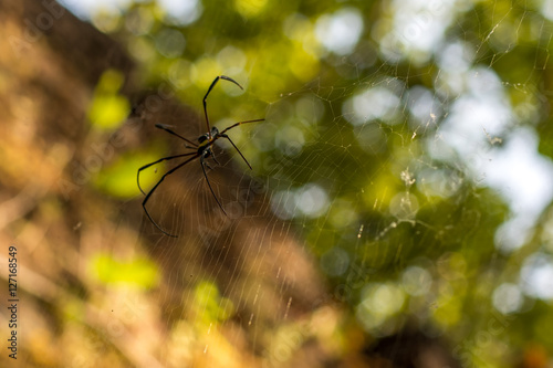 Spider in the jungle, India.