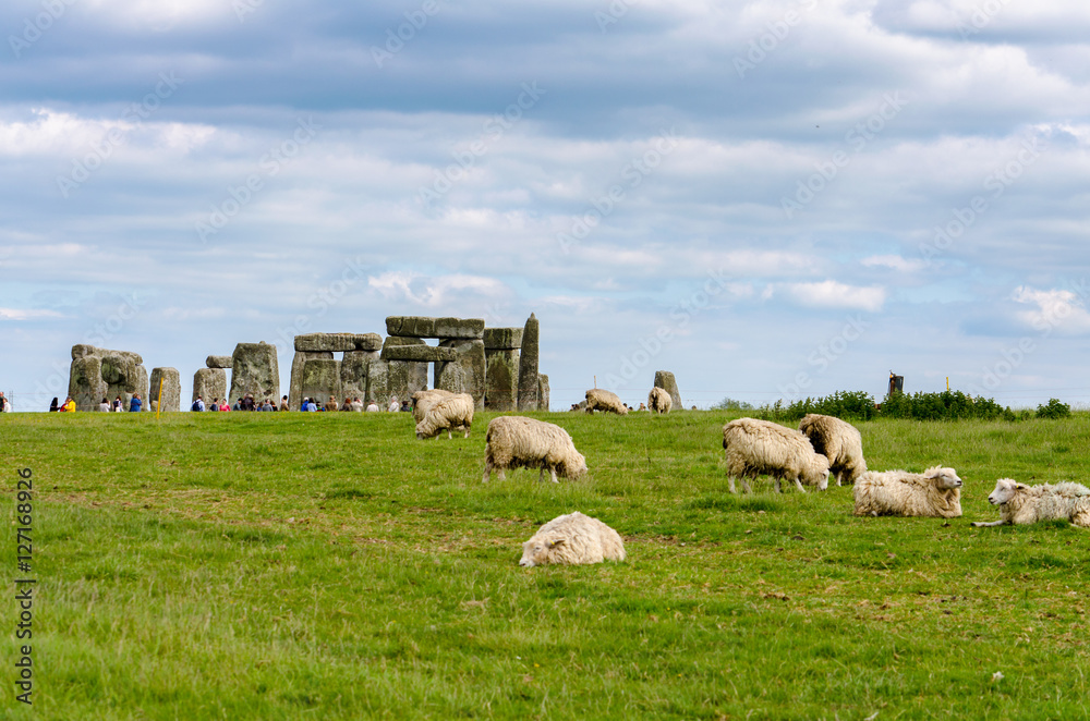 Sheep grazing on the Salisbury Plain with Stonehenge in the background, England