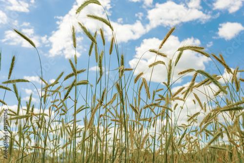 Field of rye and blue sky