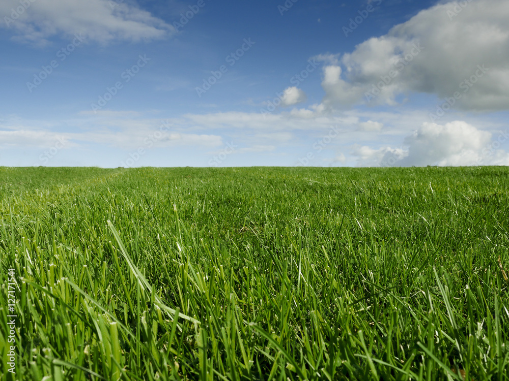 Green grass and clouds.