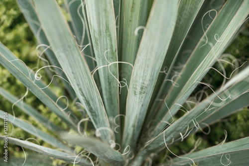 Plant Yucca filamentosa