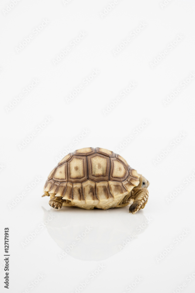 Obraz premium Sulcata tortoise