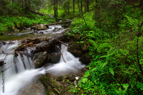 River in the woods