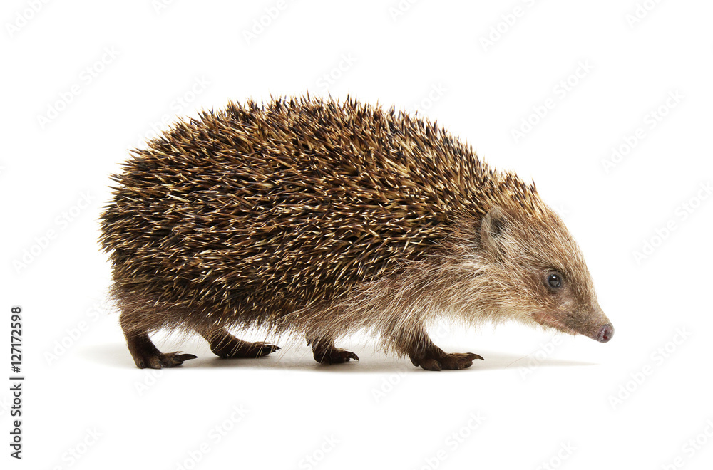 Fototapeta premium Hedgehog isolated on white