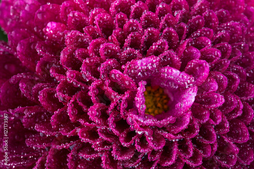 Fototapeta Naklejka Na Ścianę i Meble -  maroon chrysanthemum flower and water drops in macro lens shot small DOF