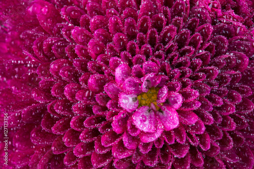 Fototapeta Naklejka Na Ścianę i Meble -  magenta chrysanthemum flower and water drops in macro lens shot small DOF