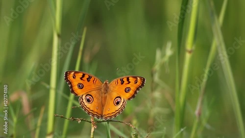 Peacock Pansy butterfly collecting- Hd Footage photo
