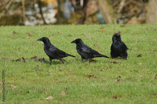 Three black ravens on green grass. Trees in background. photo