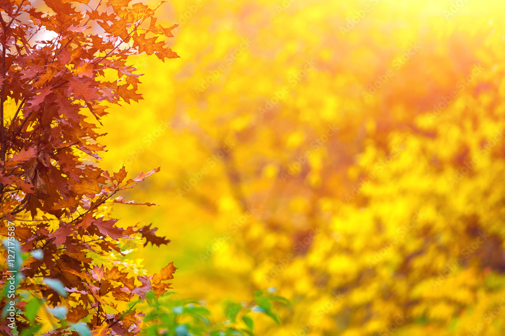 Romantic forest in magical autumn. In the backlight warm sunbeam