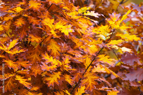 Romantic maple twig in magical autumn.