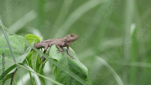 Garden lizzard photo