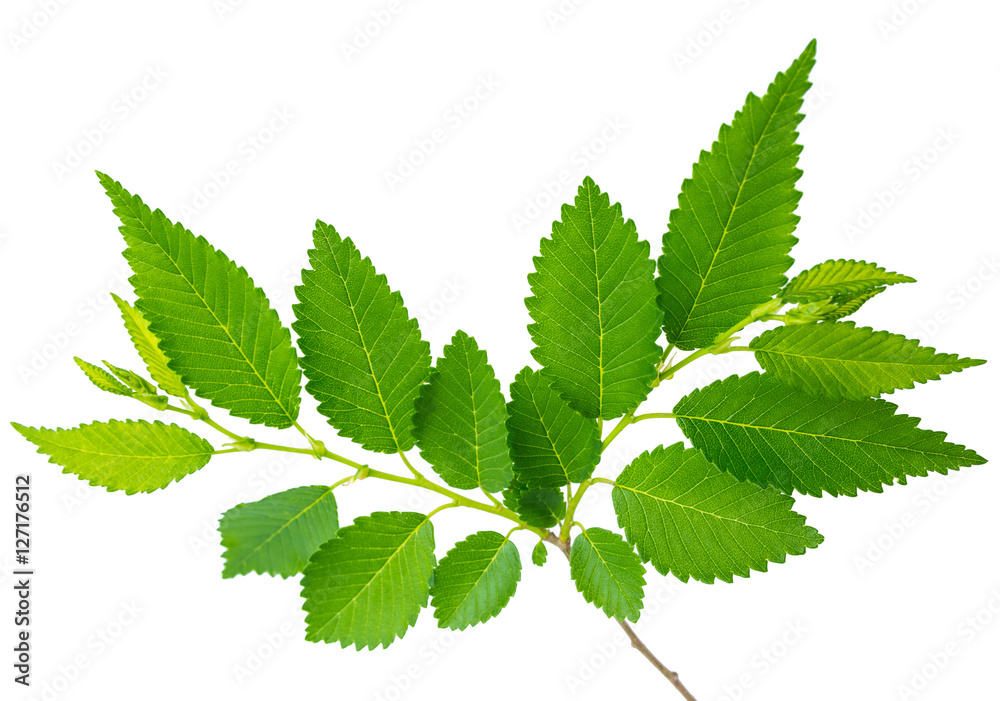 spring twig elm with green leaves isolated on a white background at macro lense shot spring twig elm with green leaves isolated on a white background at macro lense shot