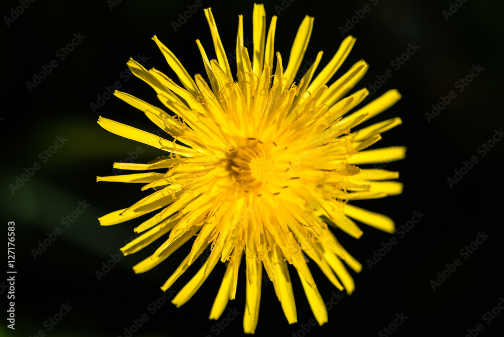 Dandelion Dandelion