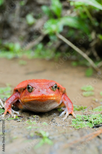 Huge red wild tomato frog photo